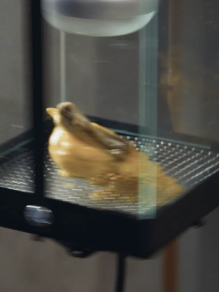 Save a dying bird?