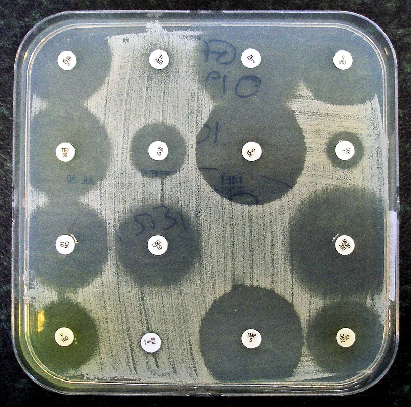 antibiotic_sensitivity_test-1.png