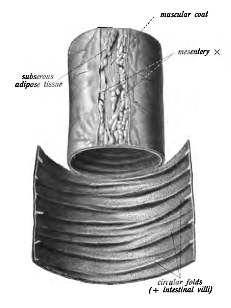 sobo_1906_376-1.png